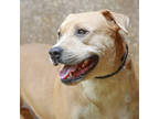 Adopt EZ a Tan/Yellow/Fawn American Staffordshire Terrier / Mixed dog in Lihue
