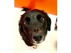 Adopt Minnie Me 54654 a Black - with White Border Collie / Mixed dog in Pampa