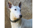 Adopt Mr. Nakamura a White Bull Terrier / Mixed dog in Lihue, HI (38177878)