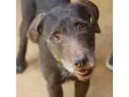 Adopt Ursa a Brown/Chocolate Airedale Terrier / Mixed dog in Lihue