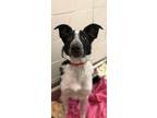 Adopt Toby a Border Collie / Blue Heeler / Mixed dog in Orillia, ON (38176346)