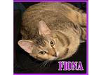 Adopt FIONA a Brown Tabby Domestic Mediumhair / Mixed (medium coat) cat in