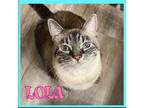 Adopt LOLA a Domestic Mediumhair / Mixed cat in Lawton, OK (38177708)