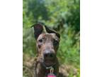 Adopt Harley a Brindle Australian Cattle Dog / Mixed dog in Grand Junction