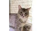 Adopt St James a Domestic Mediumhair / Mixed (short coat) cat in Grants Pass
