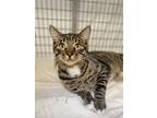 Adopt Gus Gus a Domestic Shorthair / Mixed (short coat) cat in Grants Pass