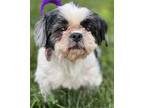 Adopt Aretha a Black Shih Tzu / Mixed dog in Malvern, PA (38177227)