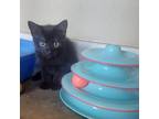 Adopt Pudding a All Black Domestic Shorthair / Mixed cat in Mankato