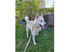 Adopt Nanook a Siberian Husky / German Shepherd Dog / Mixed dog in Sudbury