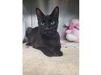Adopt Lucy a Domestic Mediumhair / Mixed cat in Barrie, ON (38176840)