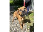 Adopt Gingerale a Mastiff / Boxer / Mixed dog in Quesnel, BC (38173890)