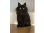 Adopt Jasmine a All Black Domestic Mediumhair / Domestic Shorthair / Mixed cat