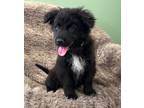 Adopt Panchito a Black Australian Shepherd / German Shepherd Dog / Mixed dog in