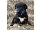Adopt Globe Mallow a Black Australian Shepherd / German Shepherd Dog / Mixed dog