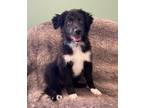Adopt Grullo a Black Border Collie / Shepherd (Unknown Type) / Mixed dog in