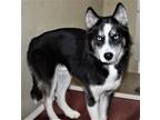 Adopt 40276 - Kato a Husky / Mixed dog in Ellicott City, MD (38173912)