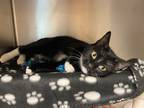 Adopt Morris a All Black Domestic Shorthair / Domestic Shorthair / Mixed cat in