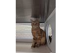 Adopt Cecil a Orange or Red Domestic Shorthair / Domestic Shorthair / Mixed cat