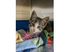 Adopt Fig a Gray or Blue Domestic Mediumhair / Domestic Shorthair / Mixed cat in