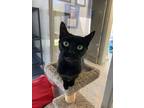 Adopt Raven a Domestic Shorthair / Mixed cat in Port McNicoll, ON (38173022)