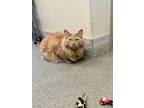 Adopt Ralphie a Domestic Longhair / Mixed cat in Concord, NH (38172933)