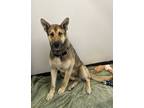 Adopt Bubba Gump a German Shepherd Dog / Mixed dog in Vancouver, BC (38172494)
