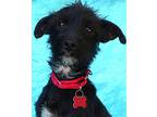 Wilma Flintstones, Terrier (unknown Type, Medium) For Adoption In Cuba, New York