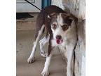 Frida, Terrier (unknown Type, Medium) For Adoption In Newmarket, Ontario