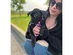Evie, Labrador Retriever For Adoption In Newmarket, Ontario