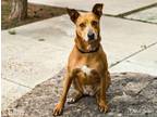 Adopt ELLIE A Mixed Breed
