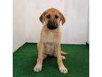 Adopt Caitlyn a Mixed Breed