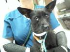 Adopt CAMI a Cairn Terrier, Mixed Breed