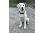 Adopt 35165- Dove- Approx 4 Months Old- In Foster Care a Labrador Retriever