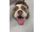 Adopt BAILEY a Pit Bull Terrier