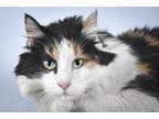Adopt OLIVE a Domestic Long Hair