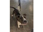 Adopt ALBANY A Pit Bull Terrier
