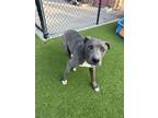 Adopt Honey A Pit Bull Terrier, Mixed Breed