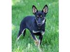 Adopt Lina a German Shepherd Dog