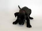 Adopt KATY a Rhodesian Ridgeback, Pit Bull Terrier