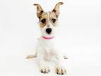 Adopt LULLABY a Terrier, Mixed Breed
