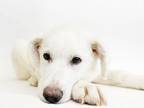 Adopt SHANNON a Labrador Retriever, Mixed Breed