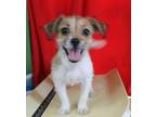 Adopt Nora A Fox Terrier, Mixed Breed