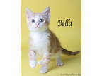 Adopt Bella a Domestic Short Hair