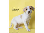 Adopt Eleanor a Hound, Mixed Breed