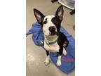 Adopt Rose P-2 Hold a Pit Bull Terrier