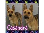 Adopt CASANDRA a German Shepherd Dog