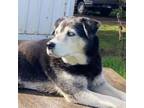 Adopt Utah-Courtesy Post-Please DO NOT contact SDRO a Siberian Husky