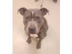 Adopt Libby A Pit Bull Terrier