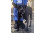 Adopt CALI a Labrador Retriever, Shar-Pei