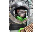 Adopt 52741381 a Rat